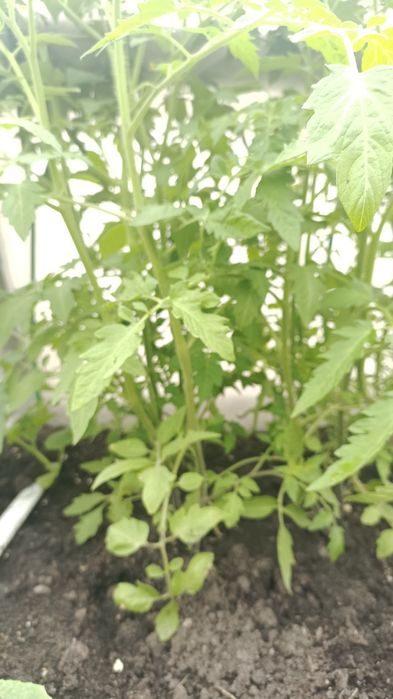 Продам рассаду помидор