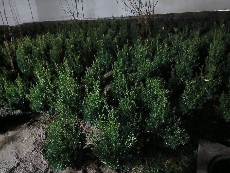 Шамшот сотилади 3 йиллик