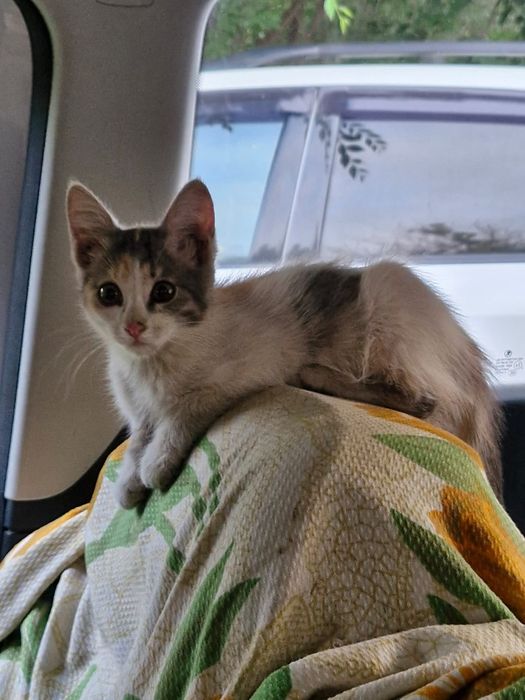 Отдам котят бесплатно