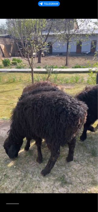 Qo’y qo’chqorla sotiladi