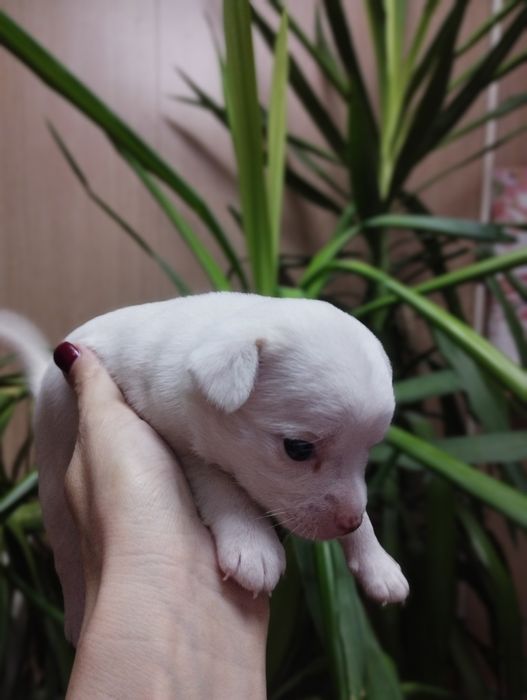 Продаются щенки чихуахуа