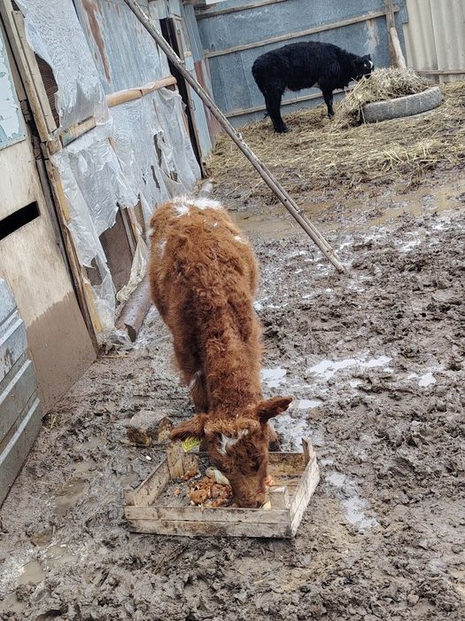 Бұзау мен баспақ сатылады