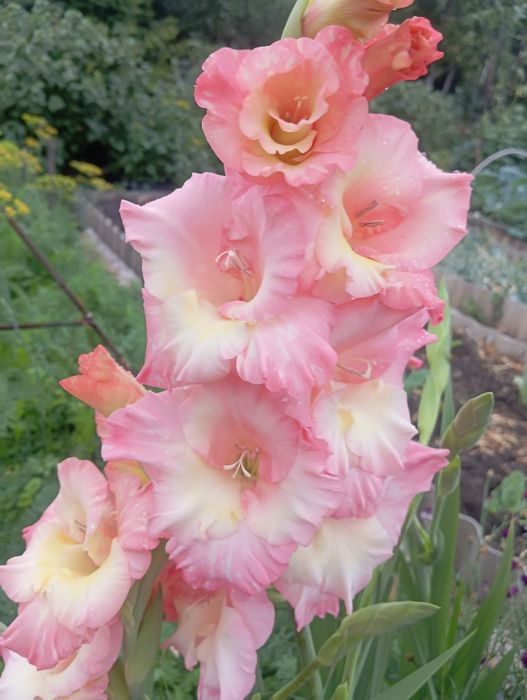 Продам луковицы гладиолуса и георгин