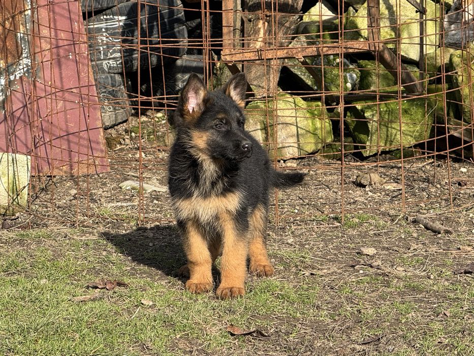 Femala ciobanesc german