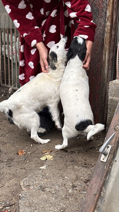 Маленькая добрая собачка ищет семью