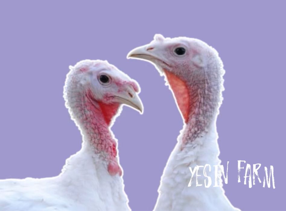 Белый широкогрудый инкубационные яйца индюков — топ для фермы