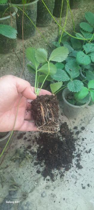 Solhyang  kochatlari sotiladi stakanda