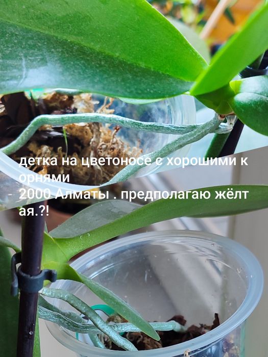 Орхидея цветет и есть детка