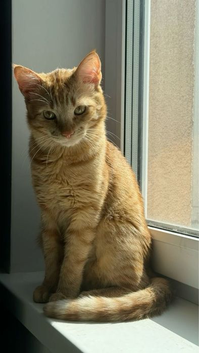 Передержка кошек