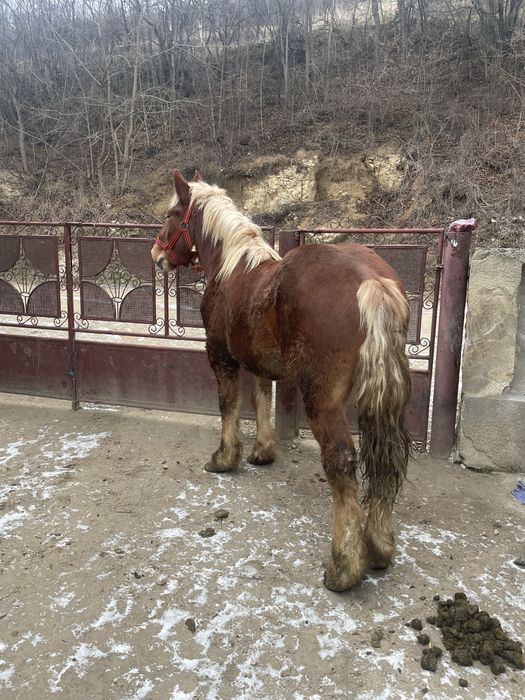 Manz       Armasar!!!