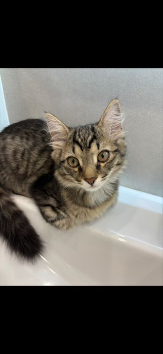 Котенок 4 месяца,мальчик