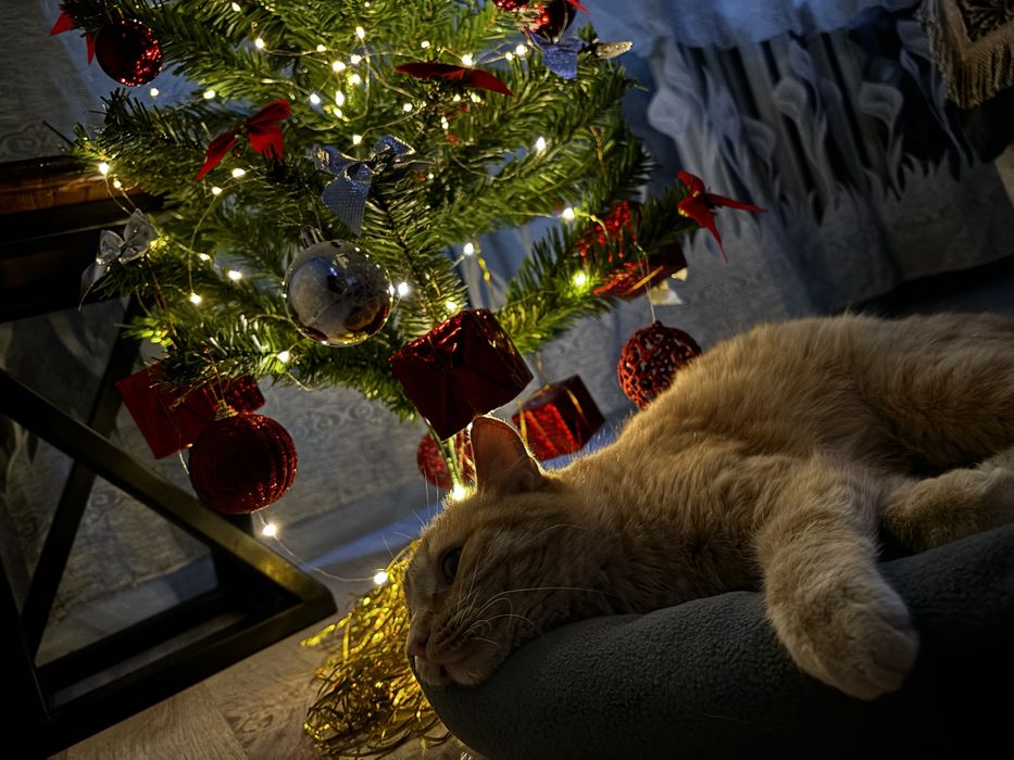 отдадим кошечку в добрые руки