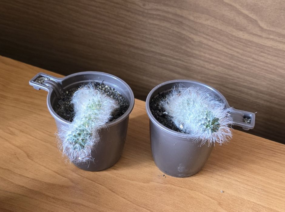 Продам кактусы в горшках.