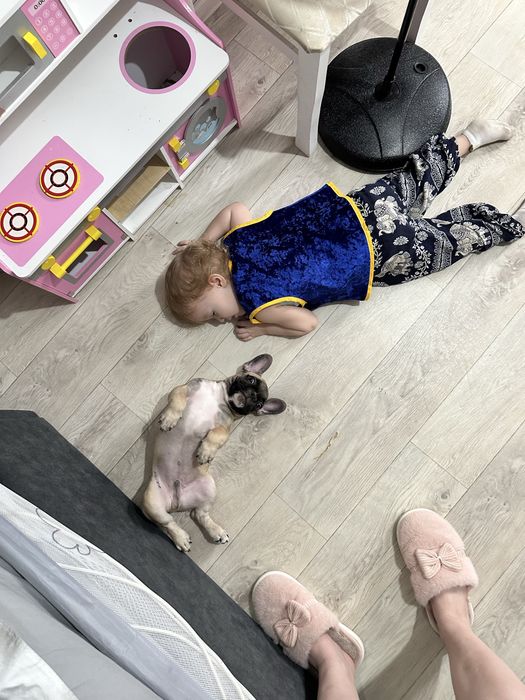 Французский бульдог