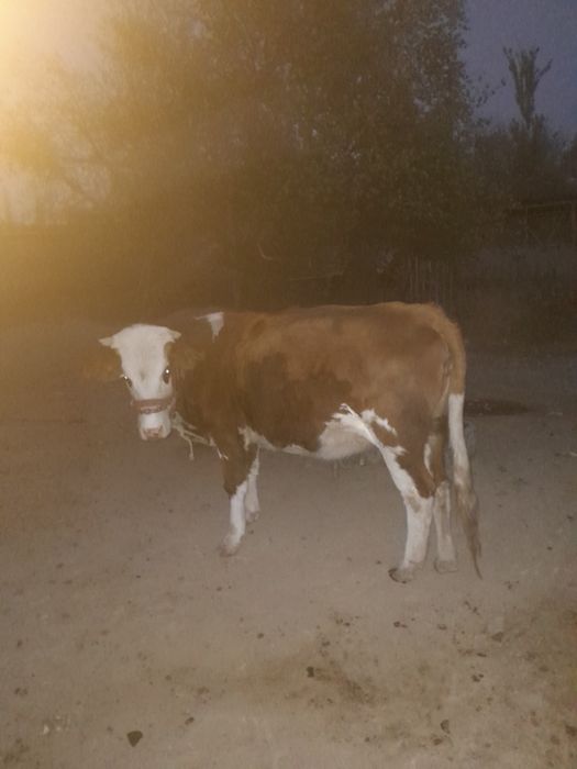 Гунажн сатылады ксыр