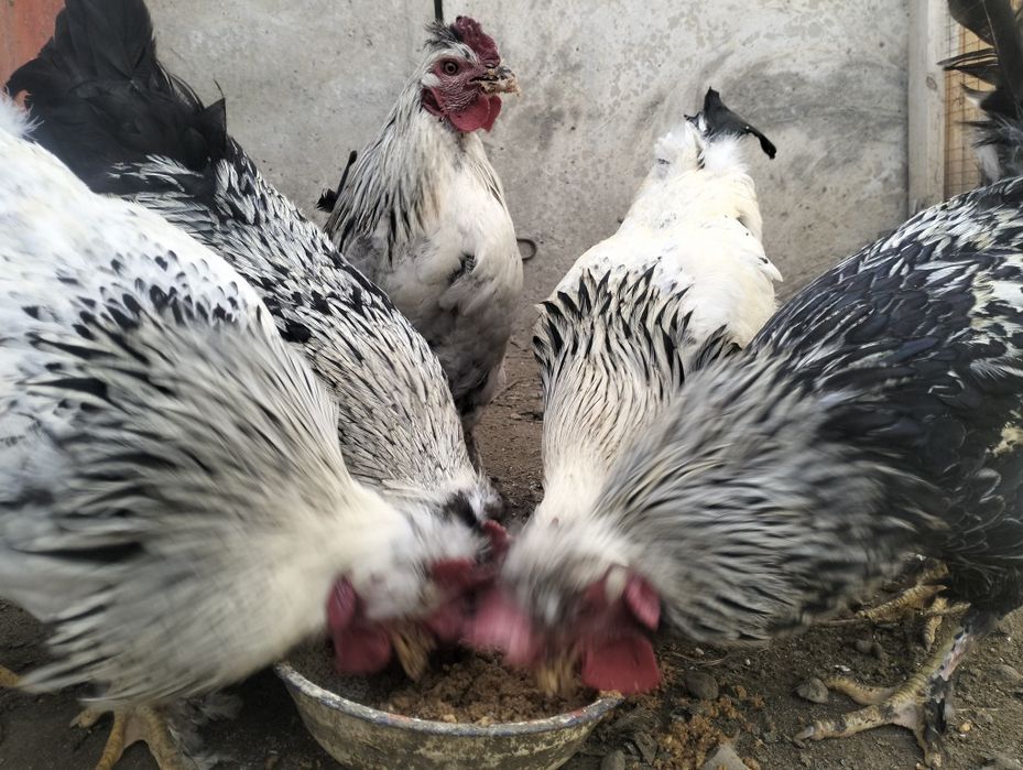 Қоразики Чубатый  сатылымда 10 айлық