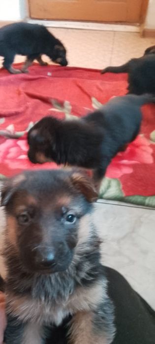 Продам щенят овчарка