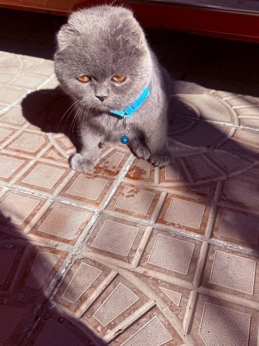 Котик , кошка скоттиш шотландский