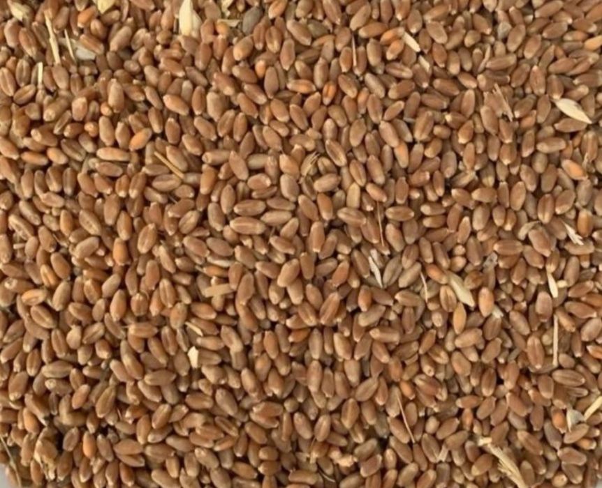 Bug'doy yaxshi. 500 kg