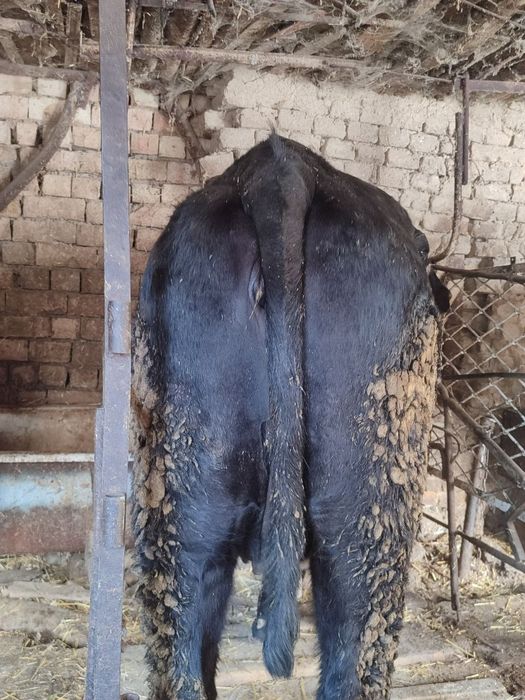 Assalamu alekom ona sigir sotiladi baquvat 6 litr suti bor qisir qogan