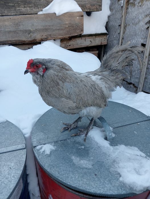 Петухи. Амераукана