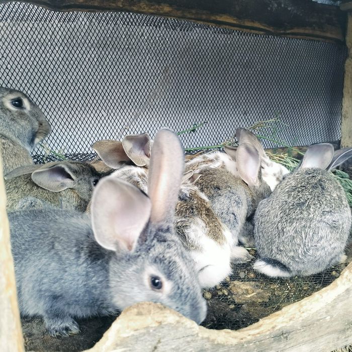 Продаются крольчата