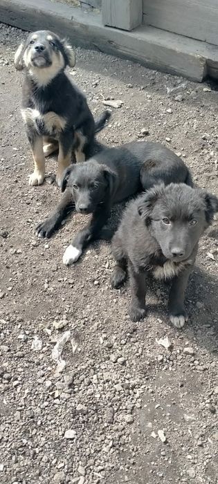 Отдам в добрые руки щенят