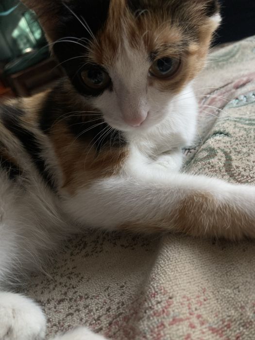 Отдам в хорошие руки