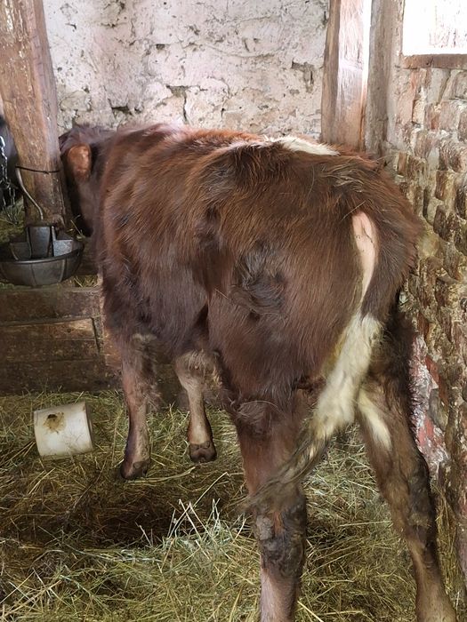 Vând tauras ,din vaca baltata!