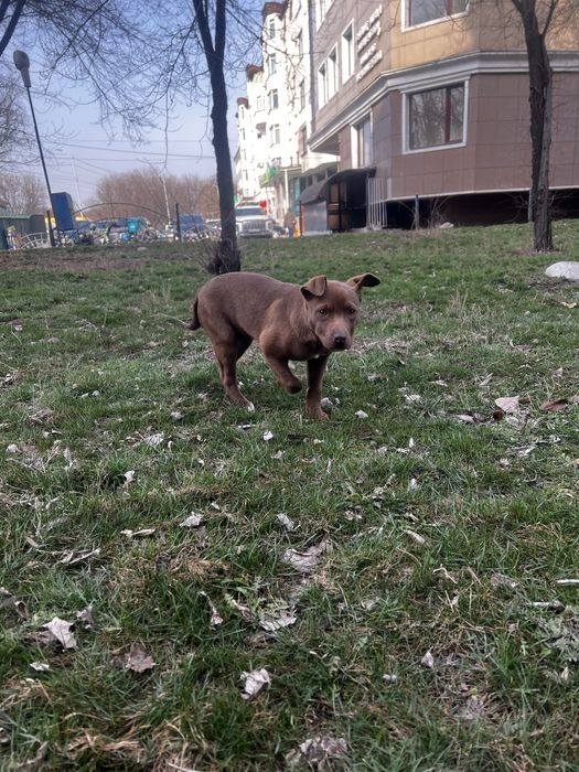 Продам щенка породы Американский питбультерьер