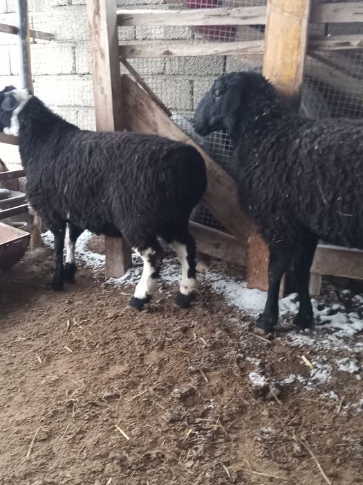 Қойлар сатылады семіз.