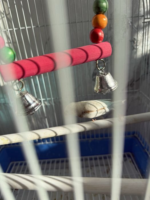 Продается амадин самец