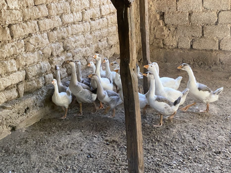 G’ozlar sotiladi