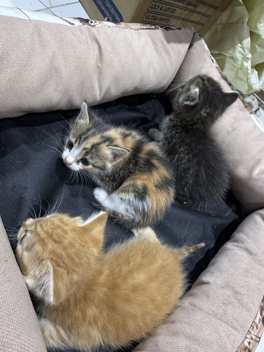 Котята в добрые руки