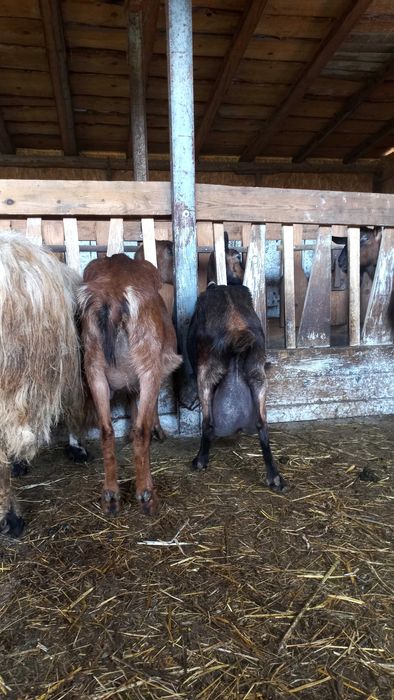 Vand capre bune de lapte Alpina Franceza