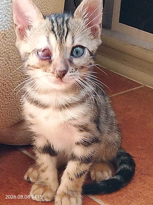 Отдам бенгальского котенка