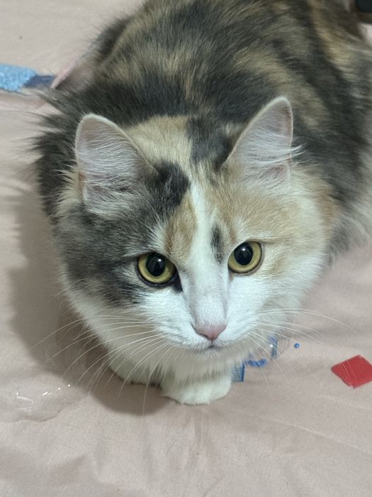 Кошка в добрые руки