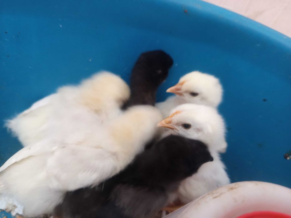 Цыплята 11дней, все курочки