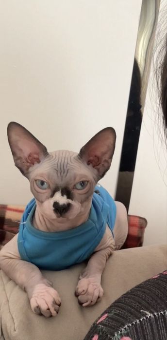 Продам котенка Сфинкс