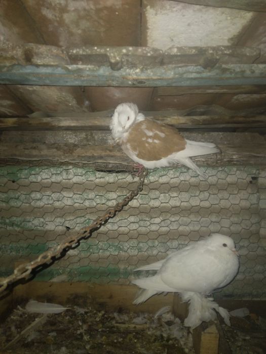 Vând 3 porumbei unul încălțat,unu capucin,si o poștă albă