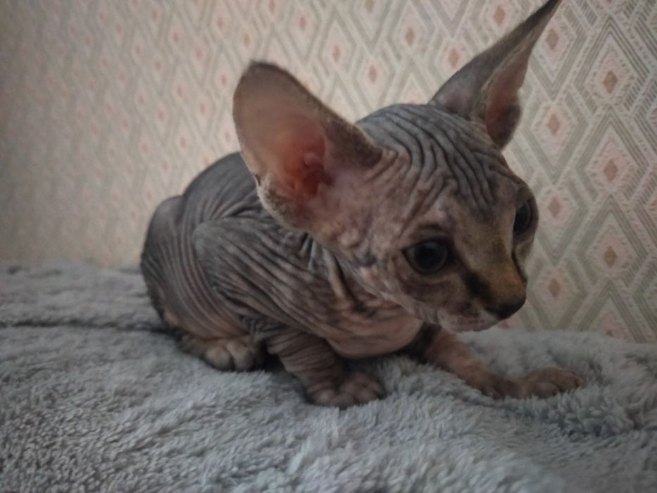Канадский Сфинкс Продам!