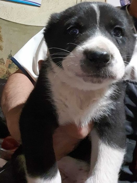 Продавам кученца Алабай(Средноазиатска овчарка)Чистокръвни!