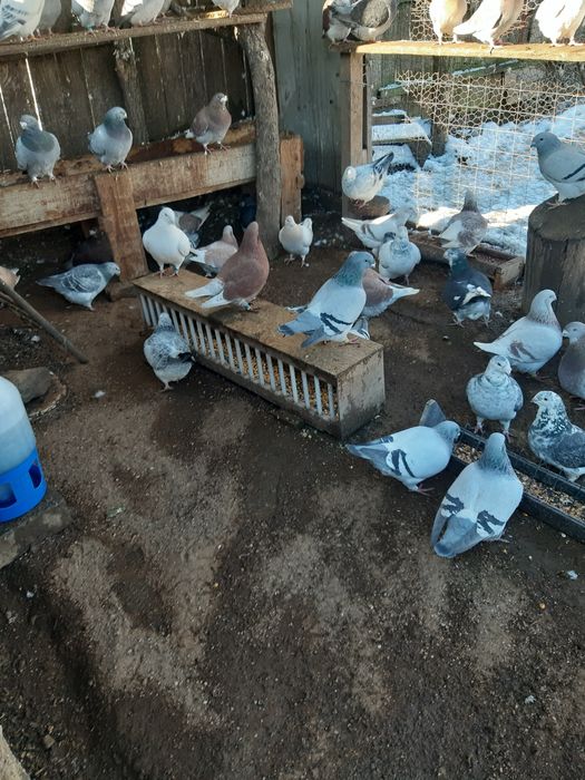 Porumbei voiajor standard VRDF