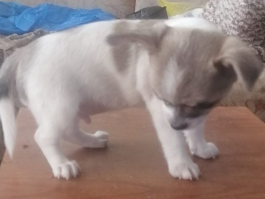 Чихуа, мальчик, продам