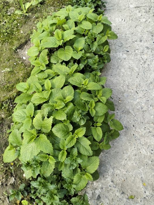 Продам Мяту  Мелисса.