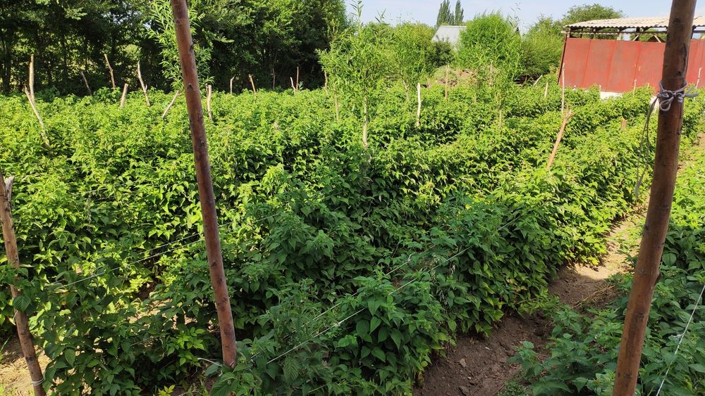 Кусты малина ремонтантной