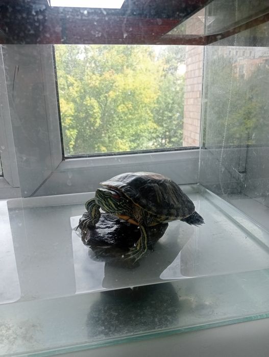 Красноухая черепаха,аквариум