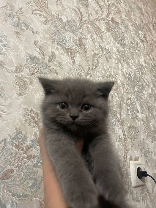 Scottish fold va straight