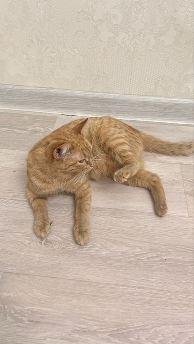 Кошка 6-7 месяцев