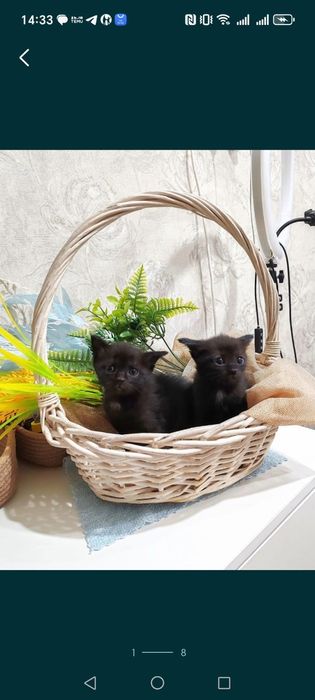 Отдам котят. В добрые руки